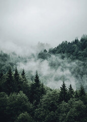 fog in the forest