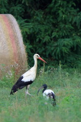 bellezze al campo