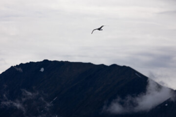 Naklejka premium A seagull soars above the ocean waters near Anchorage, Alaska, with majestic mountains rising in the background