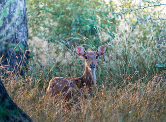 deer in the forest
