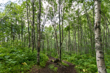 Aspen Trees in Anchorage Alaska, Hiking Trail, Biodiversity 