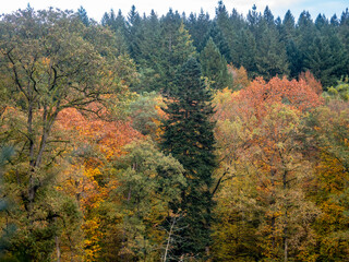 Herbstlich gefärbte Bäume im Mischwald