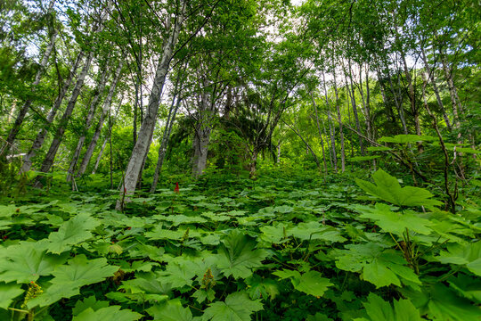 Anchorage Alaska Forest, Leaves, Trees, Sunlight Gleaming