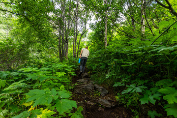Summer hike through a lush green forest near Anchorage, Alaska, showcasing vibrant foliage and serene wilderness trails