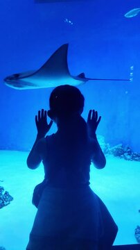 ittle girl at aquarium watching stingray swimming in tank. Kid looking at marine life in oceanarium. 