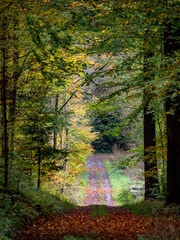 Waldweg im Herbst