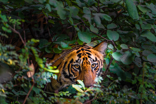 tiger in woods