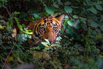 tiger in forest