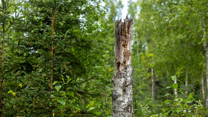 A weathered dead tree stands rooted among the vibrant green forests of Anchorage, Alaska, embodying...