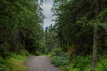 Obraz premium A shaded hiking trail winds through the lush boreal forest of Abbott Loop Community Park in Anchorage, Alaska, offering a tranquil escape into nature.