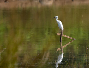 great blue heron
