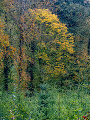 Obraz premium Wiederaufforstung nach Abholzung im Mischwald