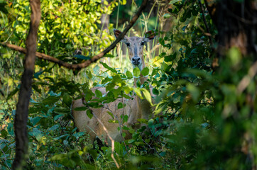 nilgai in the forest