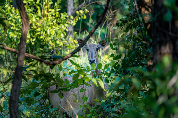 nilgai in the forest