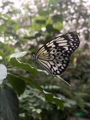 butterfly on a leaf
