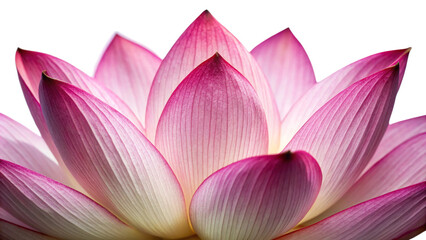 Fototapeta premium Lotus Flower isolated on white, Nature, Purity, Serenity, Beauty.