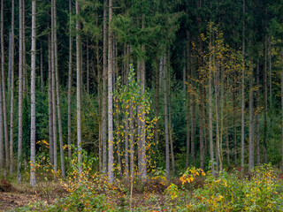 Fototapeta premium Wiederaufforstung nach Abholzung im Mischwald