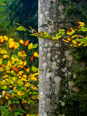 Herbstlich gefärbte Bäume im Mischwald