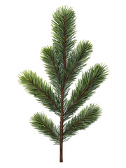Realistic green pine tree branch isolated from the background, ideal for Christmas and holiday designs