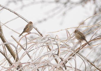 Two immature White-crowned sparrows perched on ice covered twigs of a willow tree in freezing drizzle