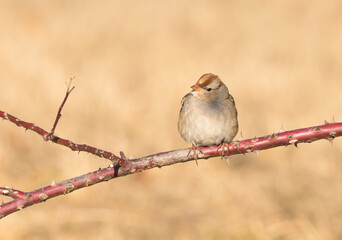 Immature White-crowned sparrow perced on a rose branch fluffed up, trying to warm up in sunshine on a cold winter day