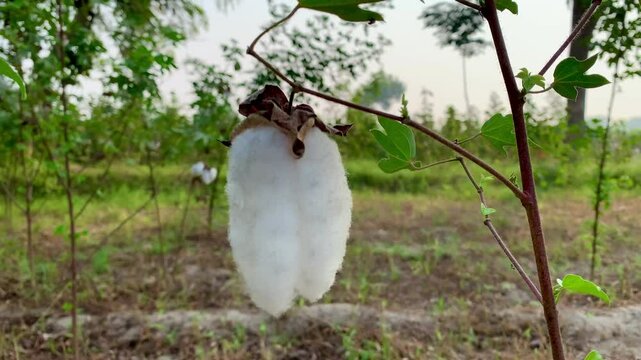 cotton, cotton flower, cotton boll, natural fiber, cotton harvest, ripe cotton, close-up, cotton plant, fluffy cotton, cotton field, fiber, white cotton, soft cotton, agriculture, cotton picking, cott