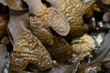macro detail of sea weed on the beach