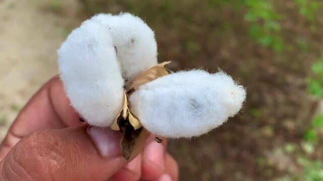 cotton, cotton flower, cotton boll, natural fiber, cotton harvest, ripe cotton, close-up, cotton plant, fluffy cotton, cotton field, fiber, white cotton, soft cotton, agriculture, cotton picking, cott