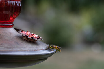 macro detail of a wasp on a hummingbird feeder