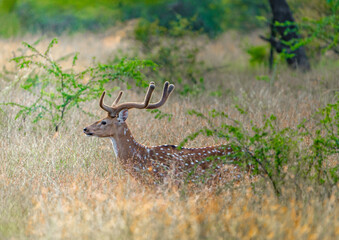 deer in the grass