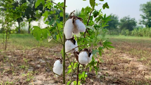cotton, cotton flower, cotton boll, natural fiber, cotton harvest, ripe cotton, close-up, cotton plant, fluffy cotton, cotton field, fiber, white cotton, soft cotton, agriculture, cotton picking, cott