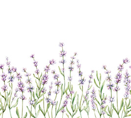 Naklejka premium Watercolor Seamless border of Lavender flower. Floral Clipart. Hand drawn botanical illustration of lavender branch for wedding invitation, logo, cards, packaging and labeling.