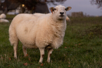 detail of a welsh sheep in a field