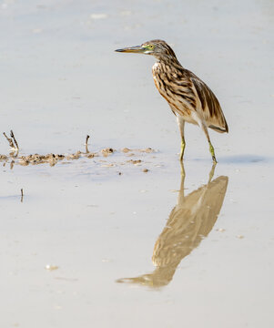 great blue heron