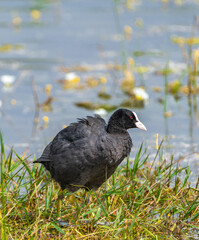 common coot duck playing in lake with her baby
