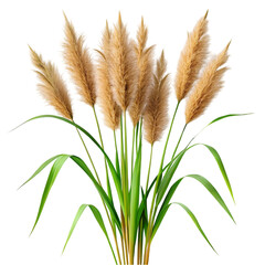 Reed canary grass