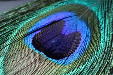 Fototapeta premium Beautiful bright peacock feather as background, macro view
