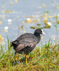 common coot duck playing in lake with her baby