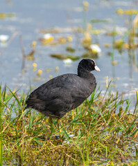 common coot duck playing in lake with her baby