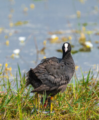 common coot duck playing in lake with her baby