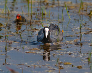 common coot duck playing in lake with her baby