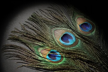 Naklejka premium Many beautiful peacock feathers on black background, top view