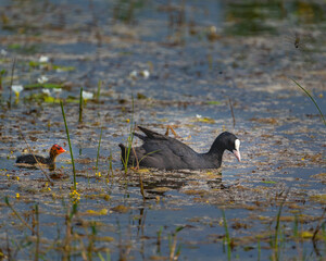 common coot duck playing in lake with her baby