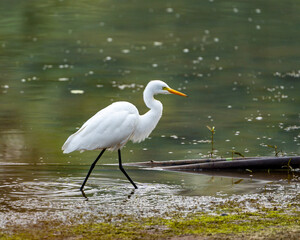 great white heron