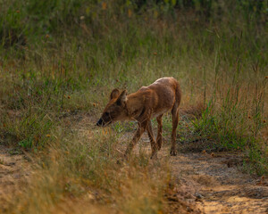 wild dogs in the forest