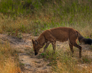 wild dogs in the forest