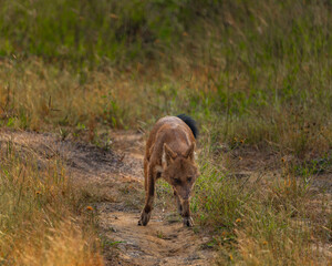 wild dogs in the forest