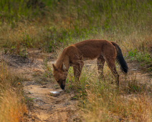 wild dogs in the forest