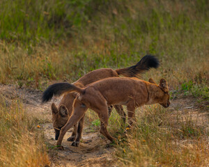 wild dogs in the forest