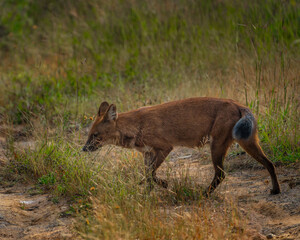 wild dogs in the forest